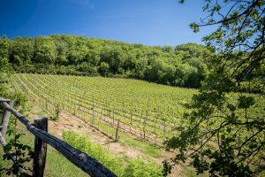 Tuscan vineyards at Agriturismo "Le Cetinelle"