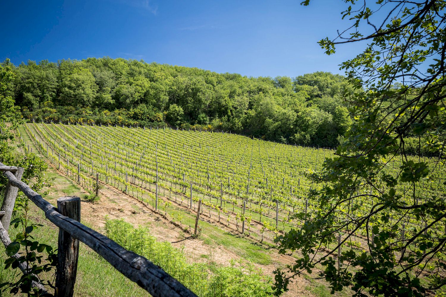 Tuscan vineyards at Agriturismo "Le Cetinelle"